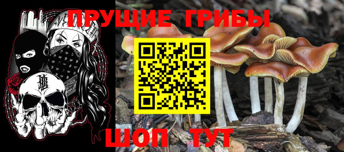 Тамбов  Псилоцибиновые грибы Cubensis  Псилоцибиновые грибы мицелий  Вход с VPN 